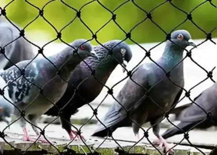Net for Pigeons in KR Puram (5)